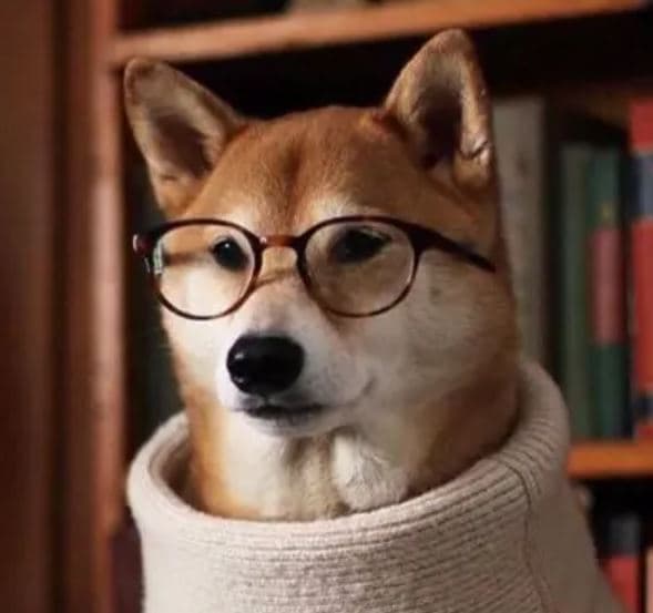 shiba wearing optical